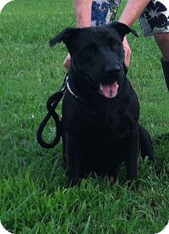 Labrador Retriever/Shepherd (Unknown Type) Mix Dog for Sale in Southern, Maine - PJ-URGENT in GA Labrador Retriever/Shepherd (Unknown Type) Mix Dog for Sale in Southern, Maine - PJ-URGENT in GA