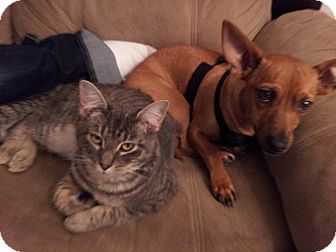 Domestic Shorthair Cat for Sale in Seattle, Washington - Sylvia the Cat Domestic Shorthair Cat for Sale in Seattle, Washington - Sylvia the Cat