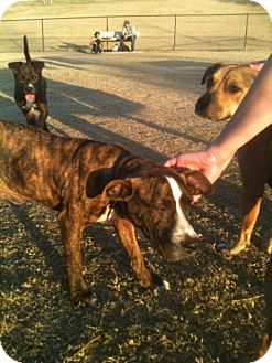 American Staffordshire Terrier/American Pit Bull Terrier Mix Puppy for Sale in NA, Oklahoma - Baxter American Staffordshire Terrier/American Pit Bull Terrier Mix Puppy for Sale in NA, Oklahoma - Baxter