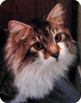 Domestic Longhair Cat for Sale in Boise, Idaho - Buddy Domestic Longhair Cat for Sale in Boise, Idaho - Buddy