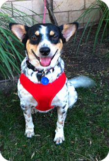 Australian Cattle Dog/Australian Cattle Dog Mix Dog for Sale in San Diego, California - LAYLA Australian Cattle Dog/Australian Cattle Dog Mix Dog for Sale in San Diego, California - LAYLA