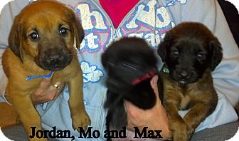 Labrador Retriever/Bloodhound Mix Puppy for Sale in Dry Branch, Georgia - Maxwell Labrador Retriever/Bloodhound Mix Puppy for Sale in Dry Branch, Georgia - Maxwell
