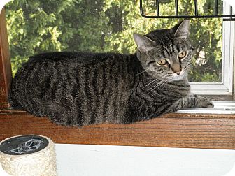 Domestic Shorthair Cat for Sale in Milwaukee, Wisconsin - Cheyenne-IN FOSTER CARE Domestic Shorthair Cat for Sale in Milwaukee, Wisconsin - Cheyenne-IN FOSTER CARE