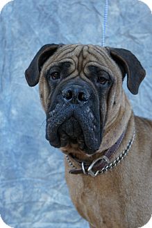 Bullmastiff Mix Dog for Sale in Anywhere, Connecticut - Mack Bullmastiff Mix Dog for Sale in Anywhere, Connecticut - Mack