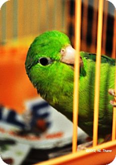 Parrotlet for Sale in Shawnee Mission, Kansas - Sweet Pea Parrotlet for Sale in Shawnee Mission, Kansas - Sweet Pea