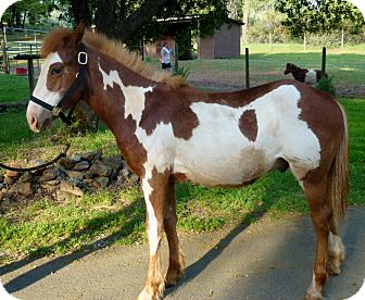Other/Unknown Mix for Sale in El Dorado Hills, California - Carter Other/Unknown Mix for Sale in El Dorado Hills, California - Carter