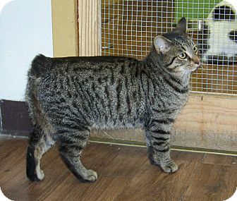 Domestic Shorthair Cat for Sale in Dover, Ohio - Ramsey Domestic Shorthair Cat for Sale in Dover, Ohio - Ramsey