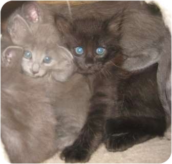 Russian Blue Kitten for Sale in Dallas area, Texas - Sergei Russian Blue Kitten for Sale in Dallas area, Texas - Sergei