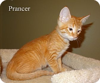 Domestic Shorthair Kitten for Sale in Bentonville, Arkansas - Moto Domestic Shorthair Kitten for Sale in Bentonville, Arkansas - Moto