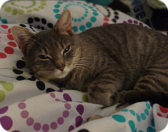 Domestic Shorthair Cat for Sale in Richmond, Virginia - Willow Domestic Shorthair Cat for Sale in Richmond, Virginia - Willow