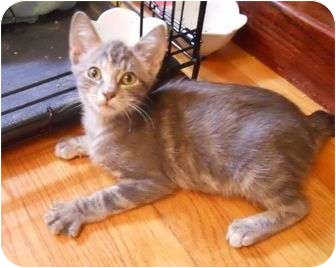 Domestic Shorthair Cat for Sale in St. Louis, Missouri - Ophelia Domestic Shorthair Cat for Sale in St. Louis, Missouri - Ophelia