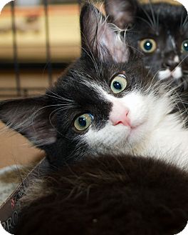 Domestic Longhair Kitten for Sale in Irvine, California - Nate Domestic Longhair Kitten for Sale in Irvine, California - Nate