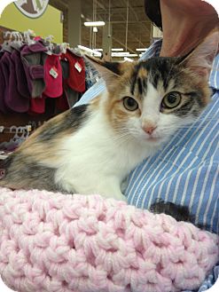 Calico Kitten for Sale in Vero Beach, Florida - Sophie Calico Kitten for Sale in Vero Beach, Florida - Sophie