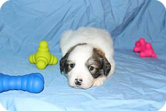Great Pyrenees Mix Puppy for Sale in Stilwell, Oklahoma - Charlie Great Pyrenees Mix Puppy for Sale in Stilwell, Oklahoma - Charlie