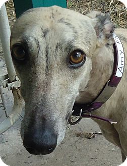 Greyhound Dog for Sale in Longwood, Florida - Dysfunctional Greyhound Dog for Sale in Longwood, Florida - Dysfunctional
