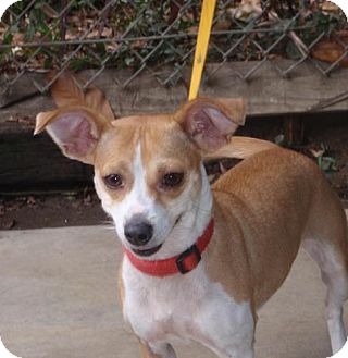 Chihuahua Mix Dog for Sale in San Diego, California - Sadie URGENT Chihuahua Mix Dog for Sale in San Diego, California - Sadie URGENT