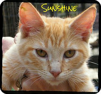 Domestic Shorthair Kitten for Sale in Anywhere, Connecticut - Sunshine Domestic Shorthair Kitten for Sale in Anywhere, Connecticut - Sunshine