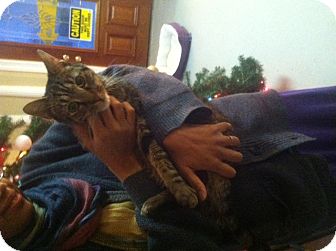 Domestic Shorthair Cat for Sale in Huntington, New York - STELLA Domestic Shorthair Cat for Sale in Huntington, New York - STELLA
