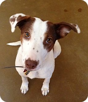 Australian Cattle Dog/Brittany Mix Dog for Sale in Phoenix, Arizona - Missy Australian Cattle Dog/Brittany Mix Dog for Sale in Phoenix, Arizona - Missy
