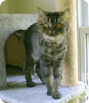 Himalayan Cat for Sale in Troy, Michigan - Nessie Himalayan Cat for Sale in Troy, Michigan - Nessie