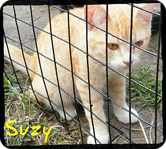 Domestic Shorthair Kitten for Sale in manasquam, New Jersey - Suzy Domestic Shorthair Kitten for Sale in manasquam, New Jersey - Suzy