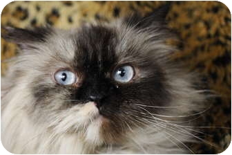 Himalayan Cat for Sale in Columbus, Ohio - Twinkle Himalayan Cat for Sale in Columbus, Ohio - Twinkle