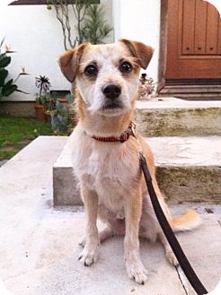 Fox Terrier (Wirehaired)/Terrier (Unknown Type, Medium) Mix Dog for Sale in Los Angeles, California - Jackson Brown Fox Terrier (Wirehaired)/Terrier (Unknown Type, Medium) Mix Dog for Sale in Los Angeles, California - Jackson Brown
