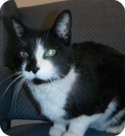 Domestic Shorthair Cat for Sale in Jackson, Michigan - Aiden Domestic Shorthair Cat for Sale in Jackson, Michigan - Aiden