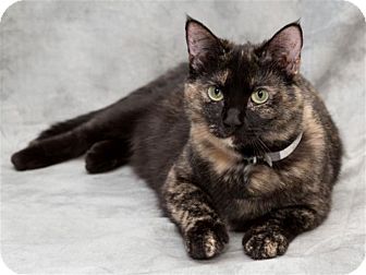 Domestic Shorthair Cat for Sale in St. Louis, Missouri - Poppy Domestic Shorthair Cat for Sale in St. Louis, Missouri - Poppy
