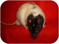Rat for Sale in Winner, South Dakota - Summit Rat for Sale in Winner, South Dakota - Summit