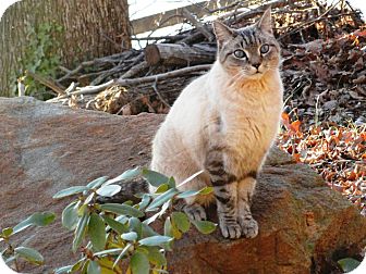 Siamese Cat for Sale in Easley, South Carolina - Alberto Siamese Cat for Sale in Easley, South Carolina - Alberto
