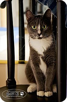 Domestic Shorthair Cat for Sale in Columbia, Maryland - Sparkle Domestic Shorthair Cat for Sale in Columbia, Maryland - Sparkle