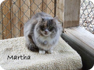Domestic Mediumhair Cat for Sale in Hamilton, Montana - Martha Domestic Mediumhair Cat for Sale in Hamilton, Montana - Martha