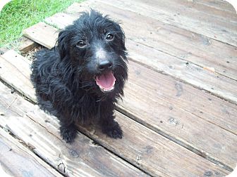Dachshund/Westie, West Highland White Terrier Mix Dog for Sale in Orlando, Florida - Ben Dachshund/Westie, West Highland White Terrier Mix Dog for Sale in Orlando, Florida - Ben