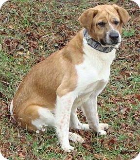 Shepherd (Unknown Type)/Collie Mix Dog for Sale in Lisbon, Ohio - Skype Shepherd (Unknown Type)/Collie Mix Dog for Sale in Lisbon, Ohio - Skype