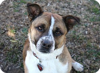 Corgi/Shepherd (Unknown Type) Mix Dog for Sale in Bellflower, California - Ian - I'm a Low Rider! Corgi/Shepherd (Unknown Type) Mix Dog for Sale in Bellflower, California - Ian - I'm a Low Rider!