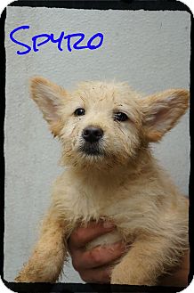 Terrier (Unknown Type, Medium) Mix Puppy for Sale in anywhere, New Hampshire - Spyro Terrier (Unknown Type, Medium) Mix Puppy for Sale in anywhere, New Hampshire - Spyro