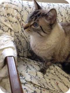 Siamese Cat for Sale in Chippewa Falls, Wisconsin - Tank Siamese Cat for Sale in Chippewa Falls, Wisconsin - Tank