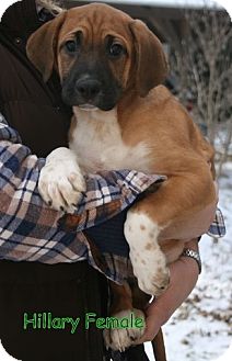 Boxer Mix Puppy for Sale in Danbury, Connecticut - Hilary Boxer Mix Puppy for Sale in Danbury, Connecticut - Hilary
