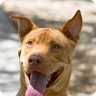 Chow Chow/Shepherd (Unknown Type) Mix Dog for Sale in Phoenix, Arizona - Toby - great big lug! Chow Chow/Shepherd (Unknown Type) Mix Dog for Sale in Phoenix, Arizona - Toby - great big lug!