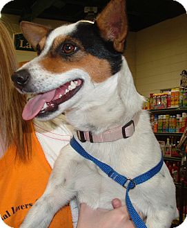 Jack Russell Terrier Mix Dog for Sale in Granbury, Texas - Foxy Jack Russell Terrier Mix Dog for Sale in Granbury, Texas - Foxy
