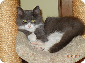 Domestic Longhair Kitten for Sale in Southington, Connecticut - Smokey Domestic Longhair Kitten for Sale in Southington, Connecticut - Smokey