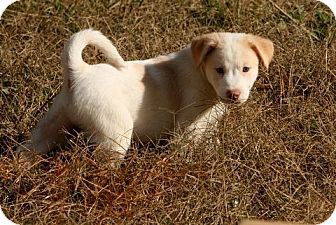 Australian Shepherd/Spaniel (Unknown Type) Mix Puppy for Sale in Danbury, Connecticut - Denali Australian Shepherd/Spaniel (Unknown Type) Mix Puppy for Sale in Danbury, Connecticut - Denali