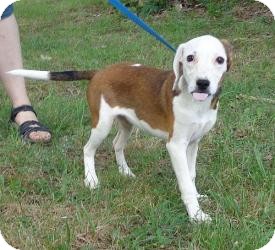 Redbone Coonhound/Beagle Mix Puppy for Sale in Washington, D.C. - Belle Redbone Coonhound/Beagle Mix Puppy for Sale in Washington, D.C. - Belle
