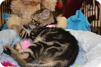 Domestic Shorthair Kitten for Sale in Vero Beach, Florida - Hazel Domestic Shorthair Kitten for Sale in Vero Beach, Florida - Hazel