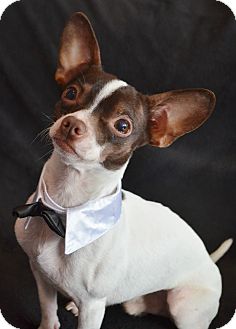 Chihuahua Mix Dog for Sale in Bridgeton, Missouri - Sawyer Chihuahua Mix Dog for Sale in Bridgeton, Missouri - Sawyer