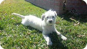 Maltese/Terrier (Unknown Type, Small) Mix Dog for Sale in Irvine, California - Sweet SOPHIE, tiny! Maltese/Terrier (Unknown Type, Small) Mix Dog for Sale in Irvine, California - Sweet SOPHIE, tiny!