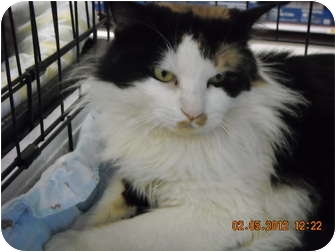Calico Cat for Sale in Riverside, Rhode Island - Mr. Calico! Calico Cat for Sale in Riverside, Rhode Island - Mr. Calico!