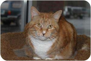 Domestic Shorthair Cat for Sale in North Branford, Connecticut - Bella Domestic Shorthair Cat for Sale in North Branford, Connecticut - Bella