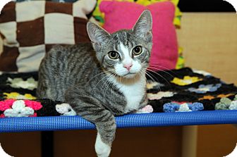 Domestic Shorthair Kitten for Sale in Farmingdale, New York - Cameron Domestic Shorthair Kitten for Sale in Farmingdale, New York - Cameron